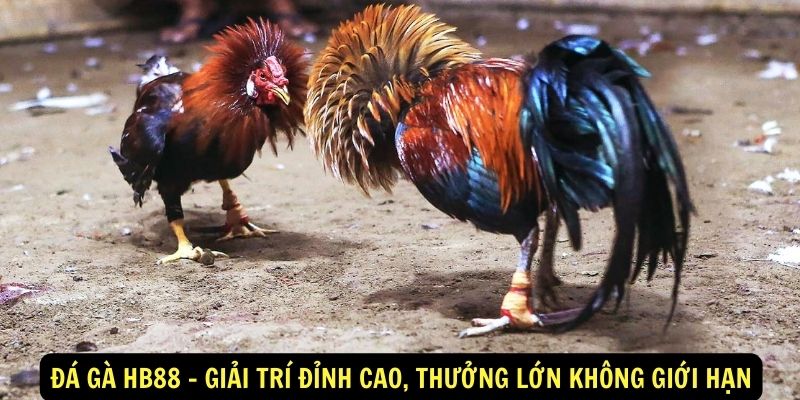 Đá gà hb88 - Giải trí đỉnh cao, Thưởng lớn không giới hạn 1 Đá gà hb88 - Giải trí đỉnh cao, Thưởng lớn không giới hạn
