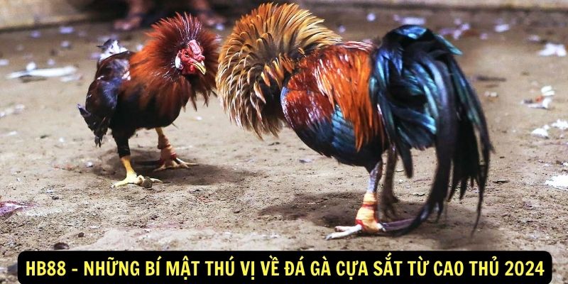 HB88 - Những bí mật thú vị về đá gà cựa sắt từ cao thủ 2024 4 HB88 - Những bí mật thú vị về đá gà cựa sắt từ cao thủ 2024